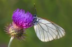 Aporia Crategi