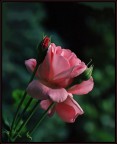rosa...rosa