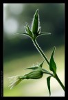 A flower?