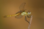 telelibellula