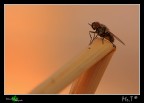 Piccola moschina che si godeva il tramonto in un campo di grano.... era talmente estasiata che aveva la lingua di fuori  :lol: