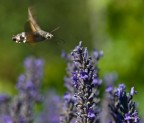 Mini Colibri'
