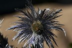 Fiore