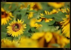 il girasole