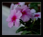 Pervinga-rosa