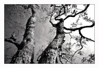 Alberi 2