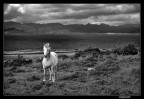 su quel cavallo bianco...