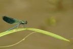 Libellula