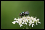 Mosca extraterrestre