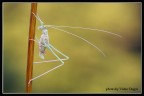 [valter] Grillo albino