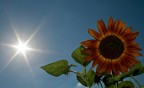 di solito i girasoli non dovrebbero essere rivolti verso il sole??
questo mi  sembrato andare contro i canoni...anche x  il colore...
critiche e commenti ben accetti..