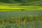 linee e colori