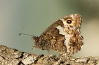 Hipparchia