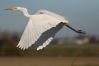 bianco al volo