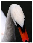 Cigno