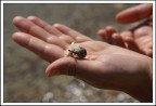 Paguro con gli occhiali da sole