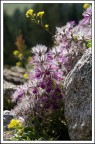 Fiori di seta
