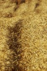 Grano