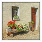 Fiori al sole