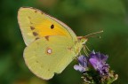 Colias in primo piano