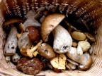 Tempo da funghi