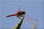 red passion