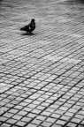 Piccione