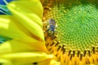 girasole