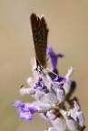 sfida