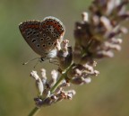 farfalla