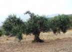 Albero di ulivo. Fuji Finepix S5500