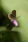 Aricia agestis