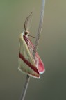 Rhodometra sacraria