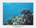 Mar Rosso, Isola di Tiran, Gordon Reef