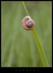 Caracol