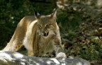 Renzo-Lince