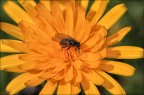 Mosca