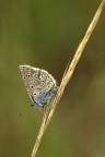 Licenide