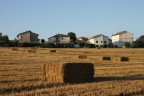 campo di grano