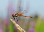 libellula