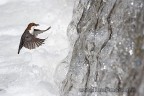 Merlo Acquaiolo in Volo