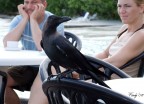 Occupato!!!