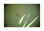 solitaria libellula