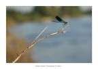 Libellula