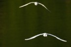 Volo a due