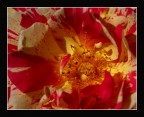 Verso il cuore