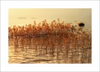 quiete sul lago