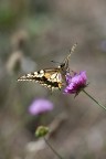 Papilio