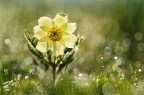 Anemone - illusione o realt?