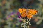 La mia Nikon  dal dottore, sotto con la Pentax k100d ed il Cosina 100mm macro. 1/125 sec. f/8 a mano libera. Commenti e critiche gradite! Se qualcuno sa dirmi il nome ne sarei felice. Grazie!